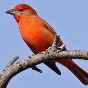 Hepatic Tanager
